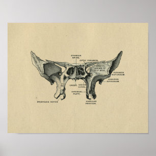 Human Sphenoid Anatomy 1902  Print