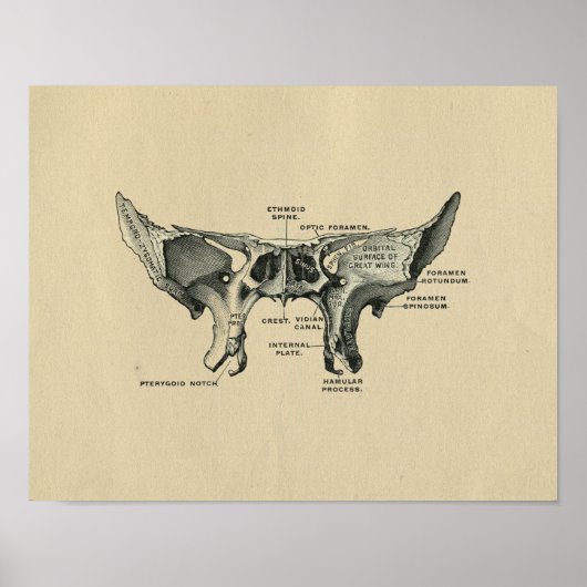 Human Sphenoid Anatomy 1902  Print (Voorkant)