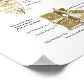 Human Spinal Anatomy Poster Chiropractic (Hoek)