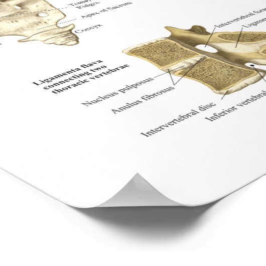 Human Spinal Anatomy Poster Chiropractic (Hoek)