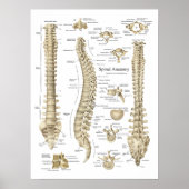 Human Spinal Anatomy Poster Chiropractic (Voorkant)