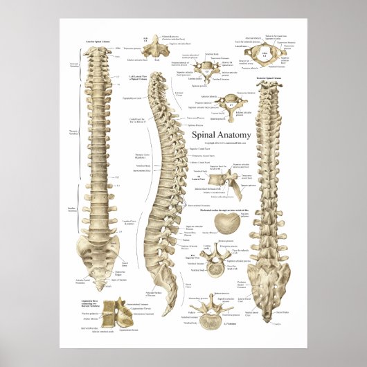 Human Spinal Anatomy Poster Chiropractic (Voorkant)