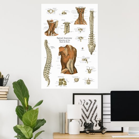 Human Spinal Muscle Anatomy Chart Poster (Thuiskantoor)