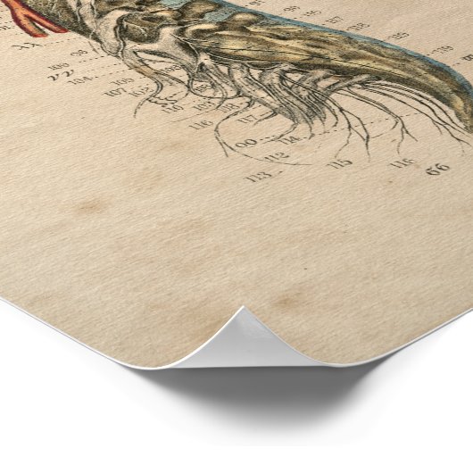 Human Spinal Nerves Anatomy 1841 Print (Hoek)