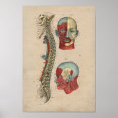 Human Spinal Nerves Anatomy 1841 Print (Voorkant)