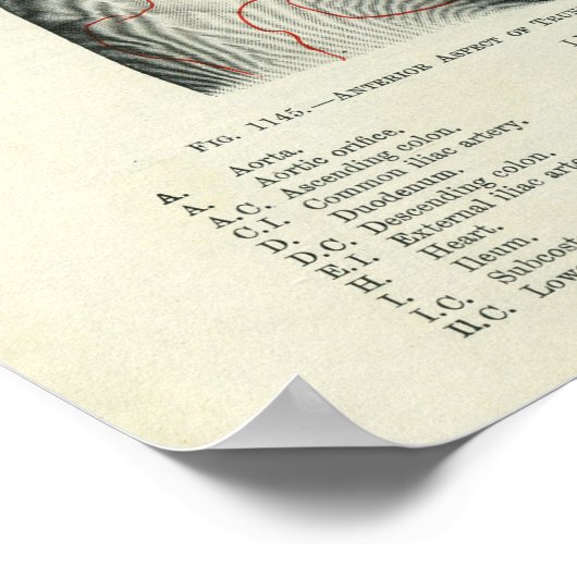 Human Surface Anatomy Relation to Organs Poster (Hoek)