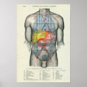 Human Surface Anatomy Relation to Organs Poster (Voorkant)