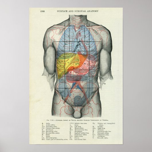 Human Surface Anatomy Relation to Organs Poster (Voorkant)