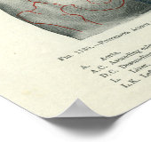 Human Surface Anatomy Relation to Organs Poster (Hoek)