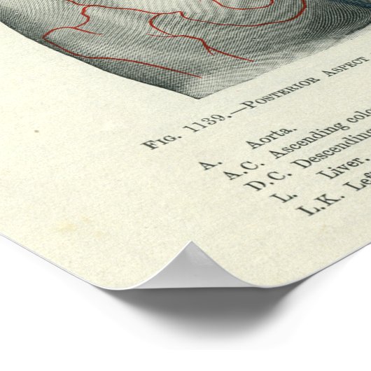 Human Surface Anatomy Relation to Organs Poster (Hoek)