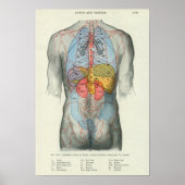 Human Surface Anatomy Relation to Organs Poster (Voorkant)