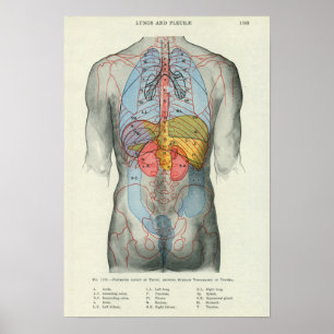 Human Surface Anatomy Relation to Organs Poster