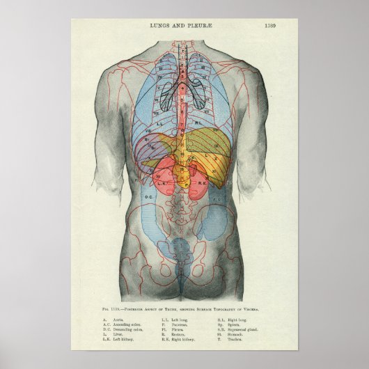 Human Surface Anatomy Relation to Organs Poster (Voorkant)