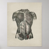 Human Thorax Anatomy Print (Voorkant)