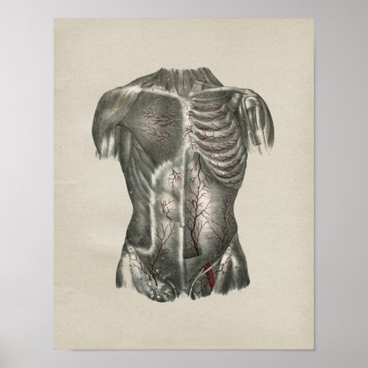 Human Thorax Anatomy  Print (Voorkant)