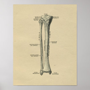 Human Tibia Anatomy 1902 Print
