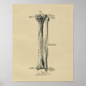 Human Tibia Anatomy 1902  Print (Voorkant)