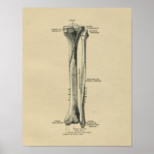 Human Tibia Anatomy 1902 Print