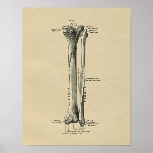 Human Tibia Anatomy 1902  Print (Voorkant)