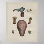 Human Uterus Anatomy Print (Voorkant)