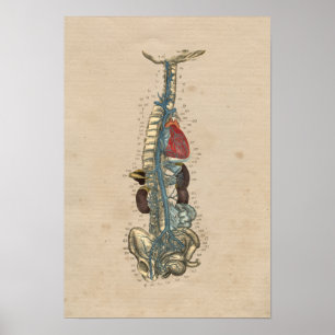 Human Veins Heart Anatomy 1841 Print