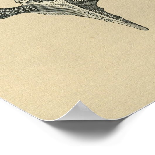 Human Vertebrae Anatomy 1902  Print (Hoek)