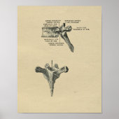 Human Vertebrae Anatomy 1902  Print (Voorkant)