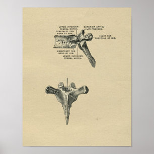 Human Vertebrae Anatomy 1902  Print