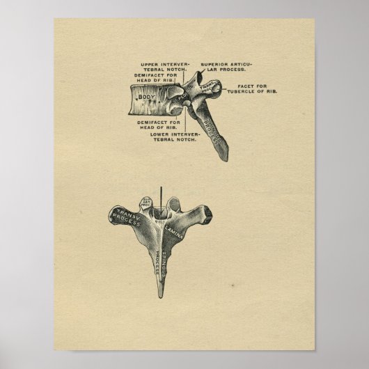 Human Vertebrae Anatomy 1902  Print (Voorkant)