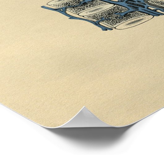 Human Vertebrae Anatomy 1902 Print (Hoek)