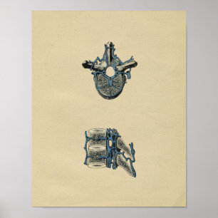 Human Vertebrae Anatomy 1902  Print