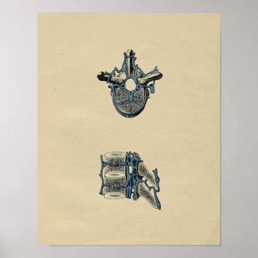 Human Vertebrae Anatomy 1902  Print (Voorkant)