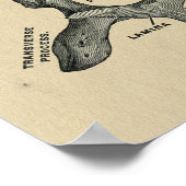 Human Vertebrae Anatomy 1902  Print (Hoek)