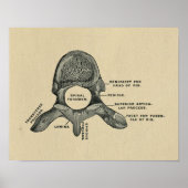 Human Vertebrae Anatomy 1902 Print (Voorkant)