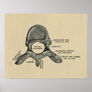 Human Vertebrae Anatomy 1902  Print