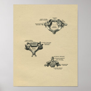 Human Vertebrae Anatomy 1902  Print