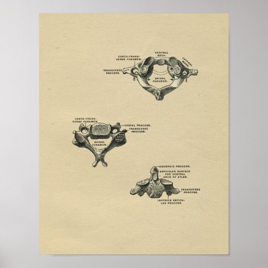 Human Vertebrae Anatomy 1902  Print (Voorkant)