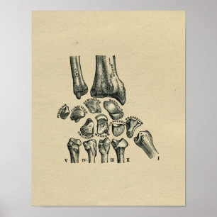 Human Wrist Anatomy 1902 Print