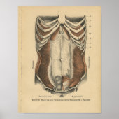  humane anatomie Afdrukken Abdominale spieren Poster (Voorkant)