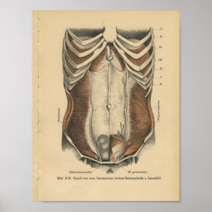  humane anatomie Afdrukken Abdominale spieren Poster