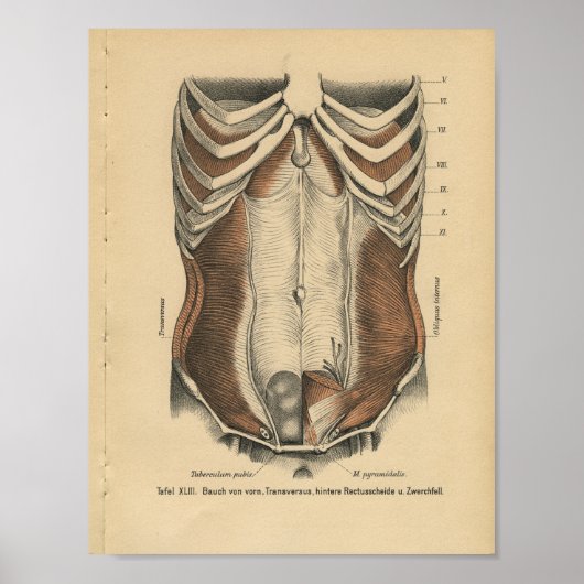 humane anatomie Afdrukken Abdominale spieren Poster (Voorkant)