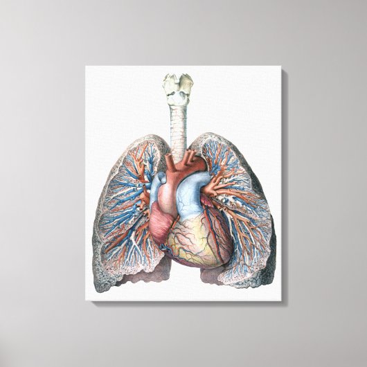  humane anatomie longen hartorganen bloed canvas afdruk (Voorkant)