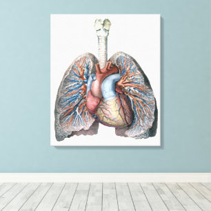  humane anatomie longen hartorganen bloed canvas afdruk