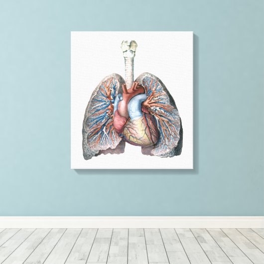 humane anatomie longen hartorganen bloed canvas afdruk (Insitu (Houten vloer))