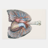 humane anatomie longen hartorganen bloed inpakpapier vel (Voorkant 2)