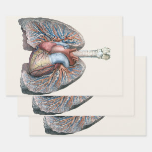  humane anatomie longen hartorganen bloed inpakpapier vel