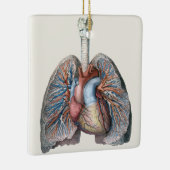  humane anatomie longen hartorganen bloed keramisch ornament (Rechts)