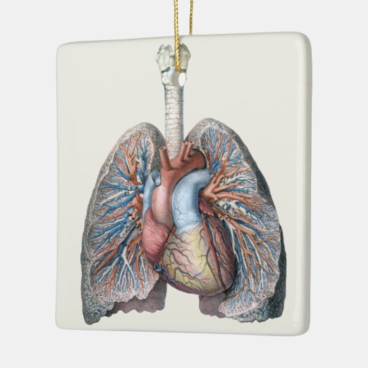  humane anatomie longen hartorganen bloed keramisch ornament (Links)