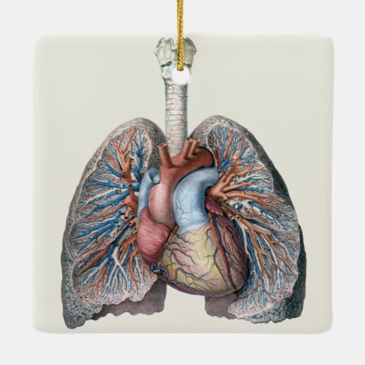  humane anatomie longen hartorganen bloed keramisch ornament (Achterkant)