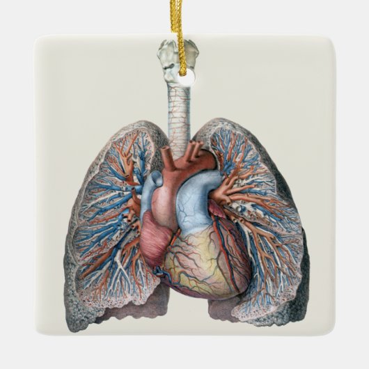  humane anatomie longen hartorganen bloed keramisch ornament (Voorkant)
